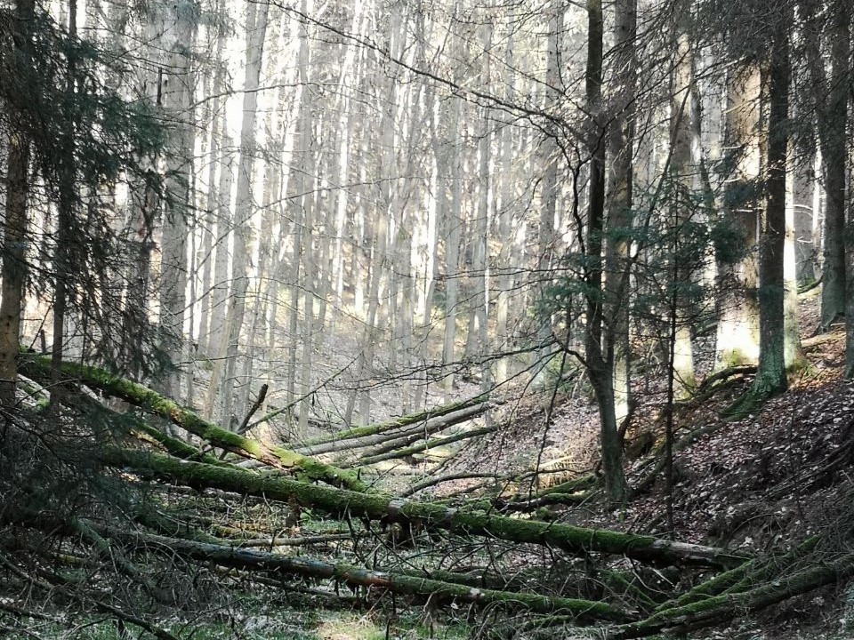 wild und ursprünglich