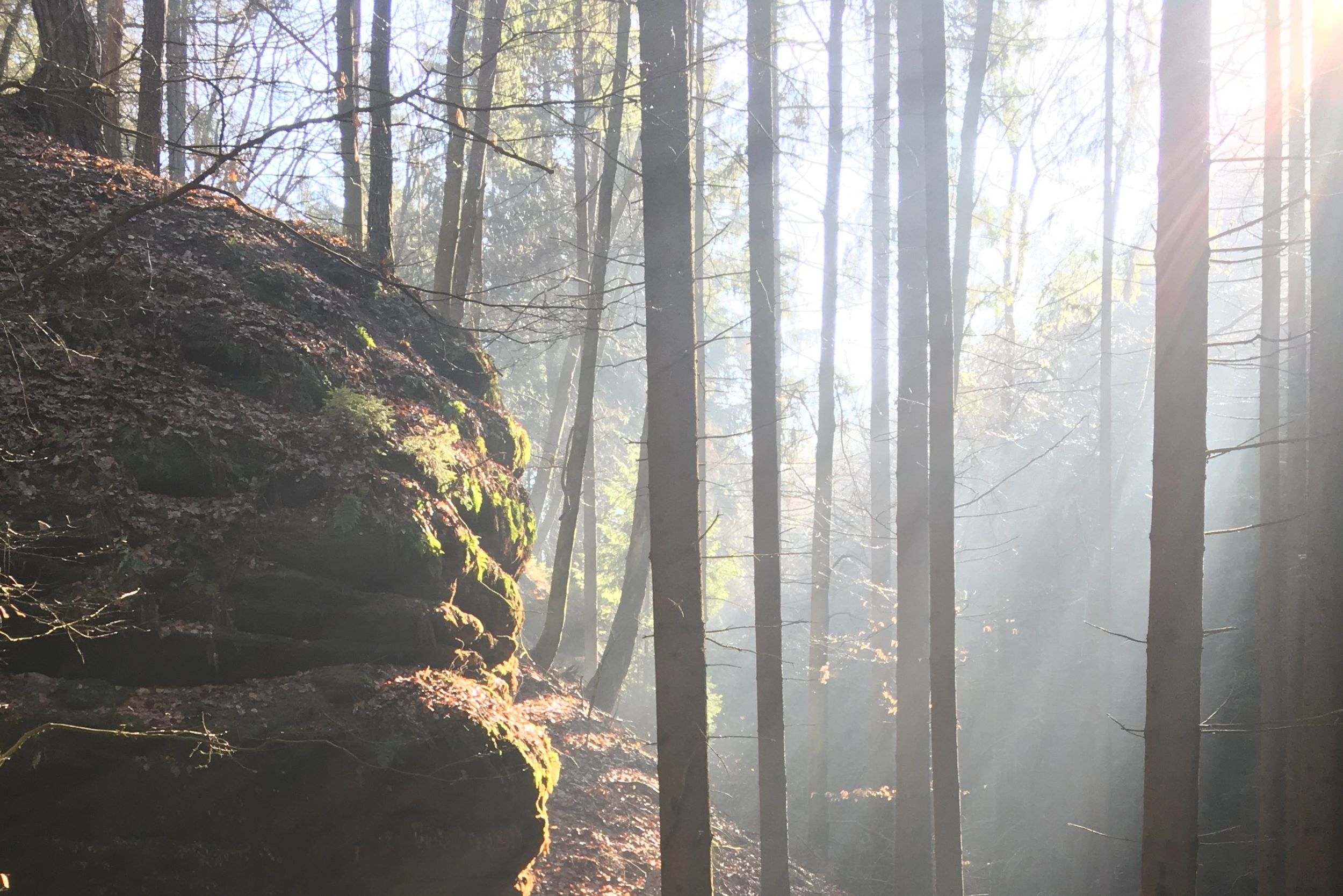 Sonnenstrahlen fallen durch einen nebeligen Wald, im Vordergrund liegt ein bemooster runder Fels.