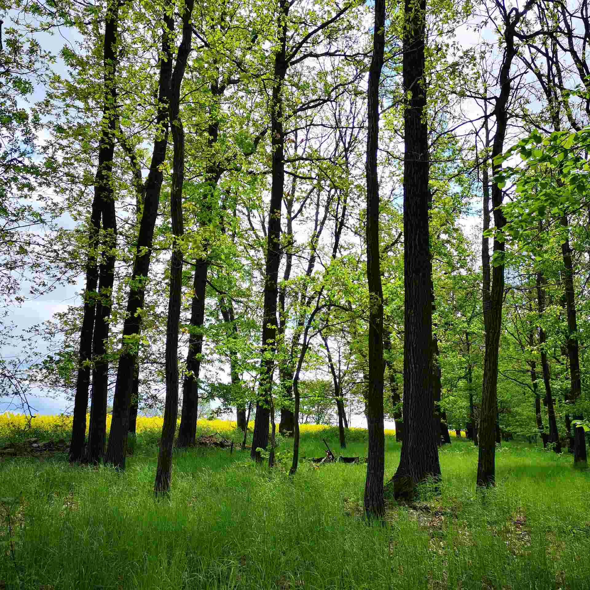 Frühlingswald mit frischem Grün
